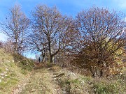 54 Ancora bei faggi secolari